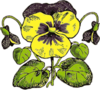 Pansy Illustration With Color Clip Art